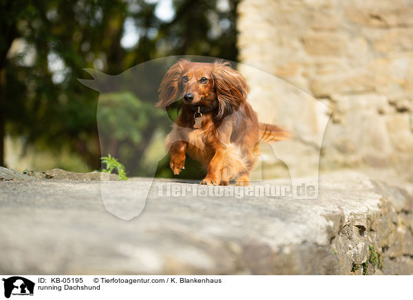 rennender Dackel / running Dachshund / KB-05195