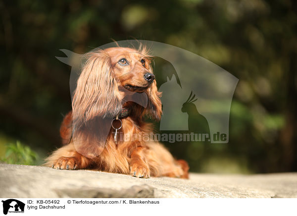 liegender Dackel / lying Dachshund / KB-05492