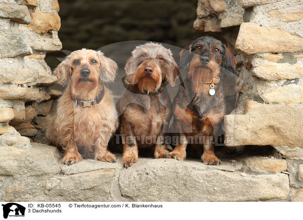 3 Dackel / 3 Dachshunds / KB-05545