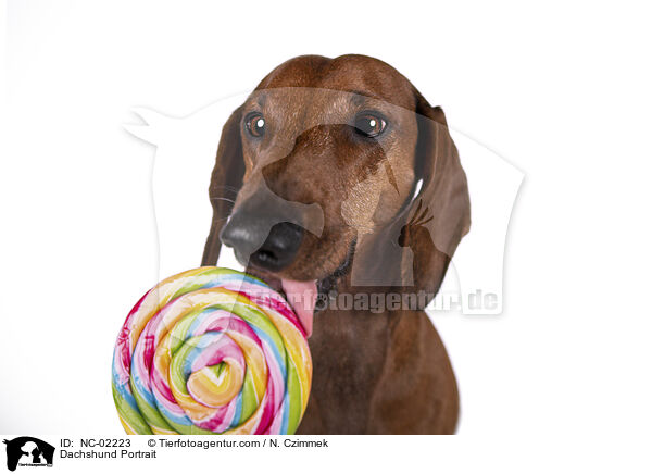 Dackel Portrait / Dachshund Portrait / NC-02223