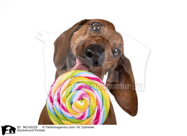 Dackel Portrait / Dachshund Portrait / NC-02225