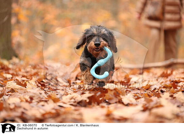 Dackel im Herbst / Dachshund in autumn / KB-06070