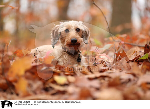 Dackel im Herbst / Dachshund in autumn / KB-06121