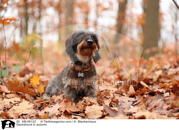 Dackel im Herbst / Dachshund in autumn / KB-06122