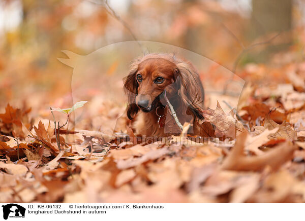 longhaired Dachshund in autumn / KB-06132