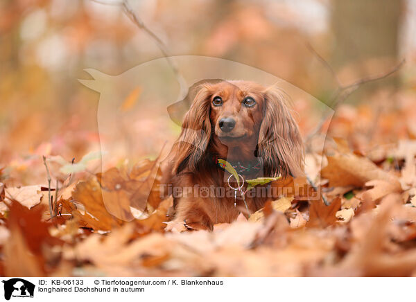 longhaired Dachshund in autumn / KB-06133