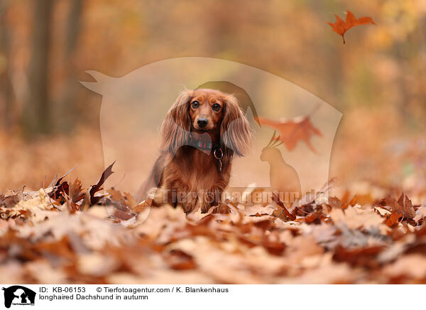 longhaired Dachshund in autumn / KB-06153