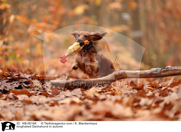 longhaired Dachshund in autumn / KB-06166