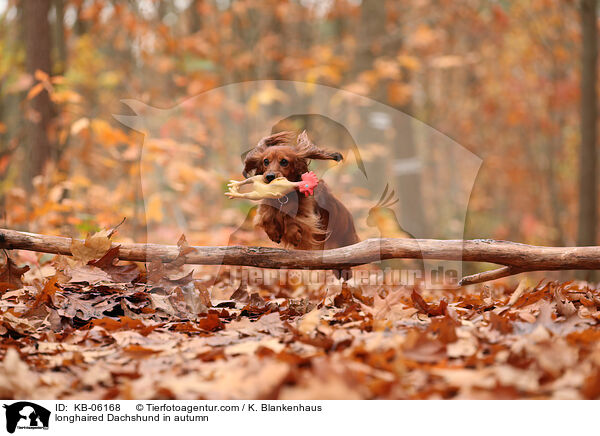 longhaired Dachshund in autumn / KB-06168