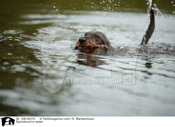 Dackel im Wasser / Dachshund in water / KB-06370