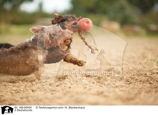 2 Dackel / 2 Dachshunds / KB-06400
