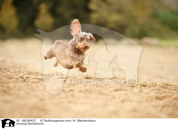 rennender Dackel / running Dachshund / KB-06427