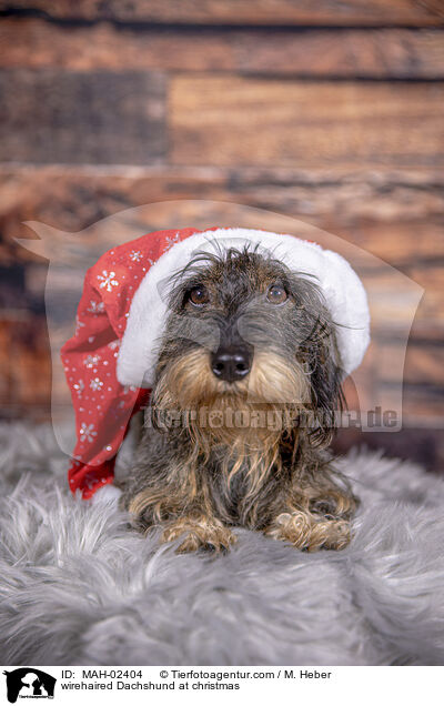 Rauhaardackel an Weihnachten / wirehaired Dachshund at christmas / MAH-02404