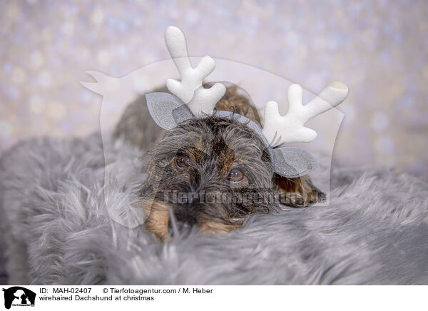 Rauhaardackel an Weihnachten / wirehaired Dachshund at christmas / MAH-02407