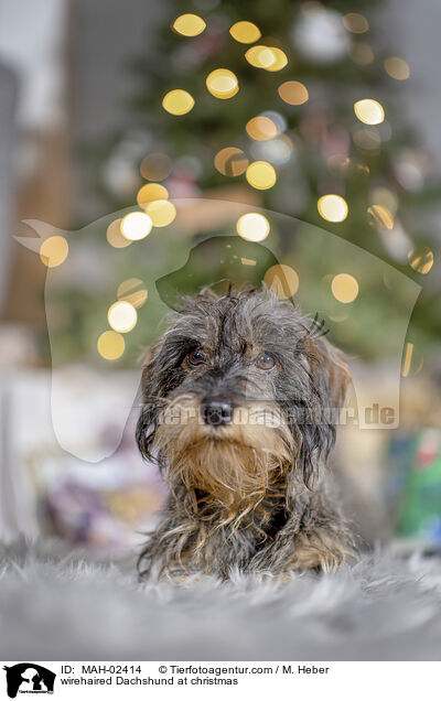 Rauhaardackel an Weihnachten / wirehaired Dachshund at christmas / MAH-02414