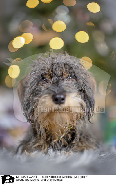 Rauhaardackel an Weihnachten / wirehaired Dachshund at christmas / MAH-02415