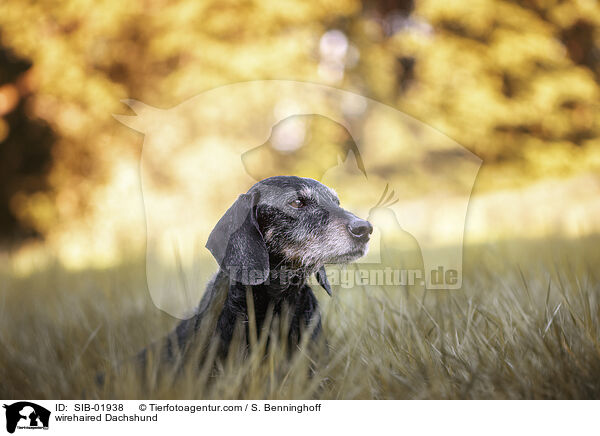 wirehaired Dachshund / SIB-01938