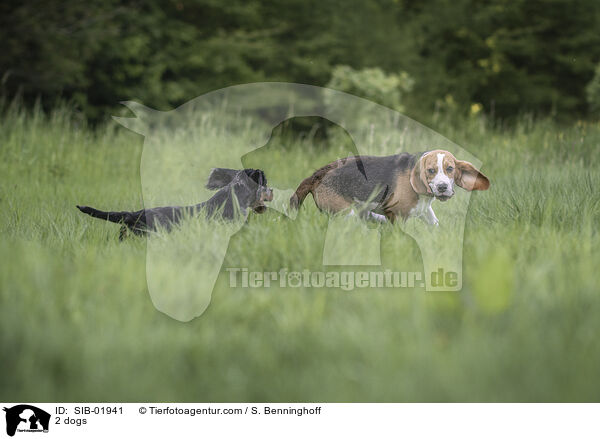 2 dogs / SIB-01941