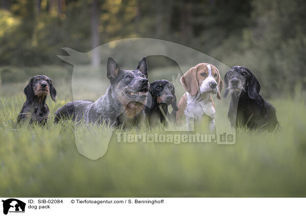 Hunderudel / dog pack / SIB-02084