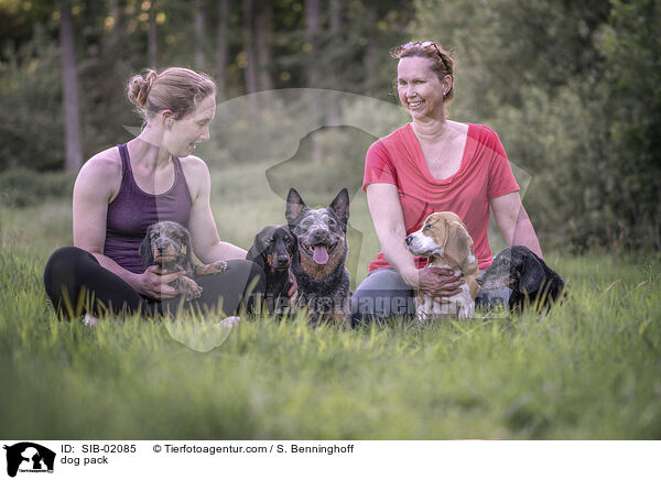 Hunderudel / dog pack / SIB-02085