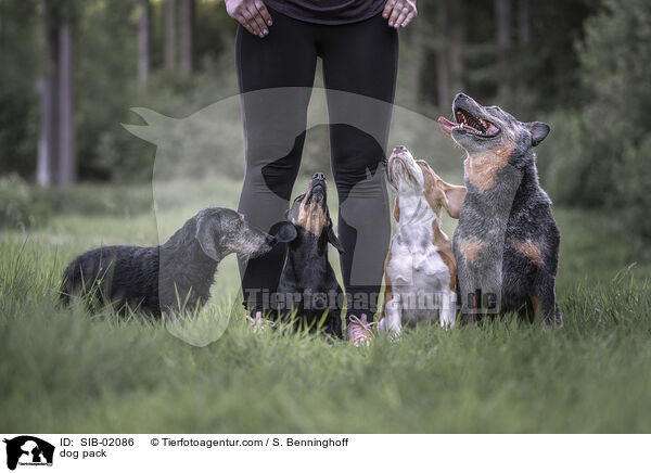Hunderudel / dog pack / SIB-02086