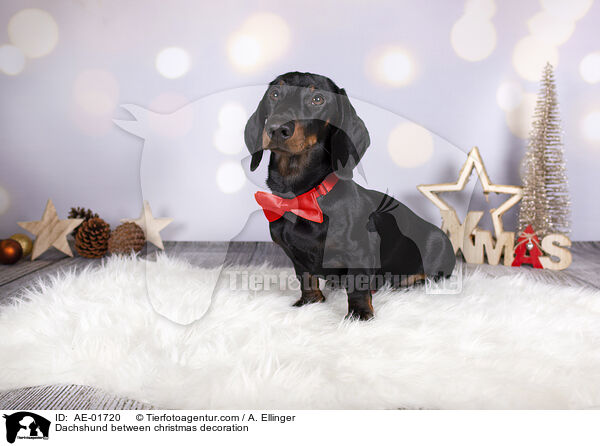 Dackel zwischen Weihnachtsdeko / Dachshund between christmas decoration / AE-01720