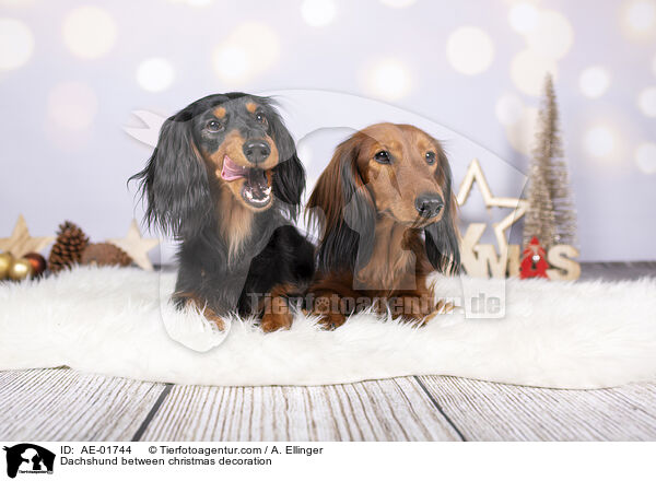 Dackel zwischen Weihnachtsdeko / Dachshund between christmas decoration / AE-01744