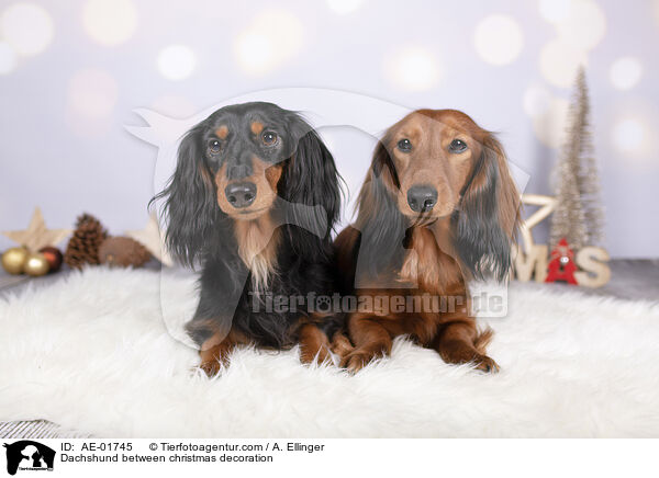 Dackel zwischen Weihnachtsdeko / Dachshund between christmas decoration / AE-01745