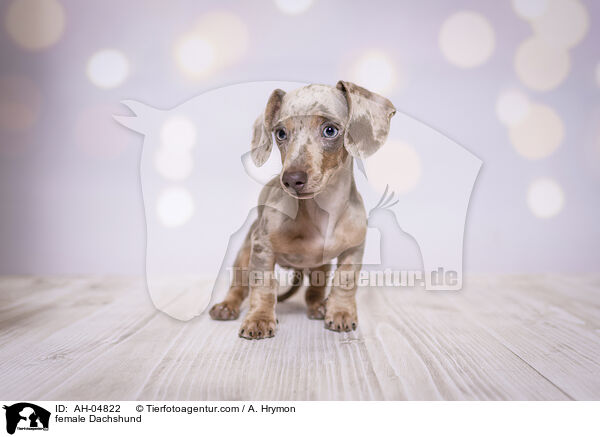 Dackel Hndin / female Dachshund / AH-04822