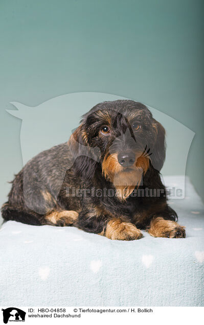 Rauhaardackel / wirehaired Dachshund / HBO-04858