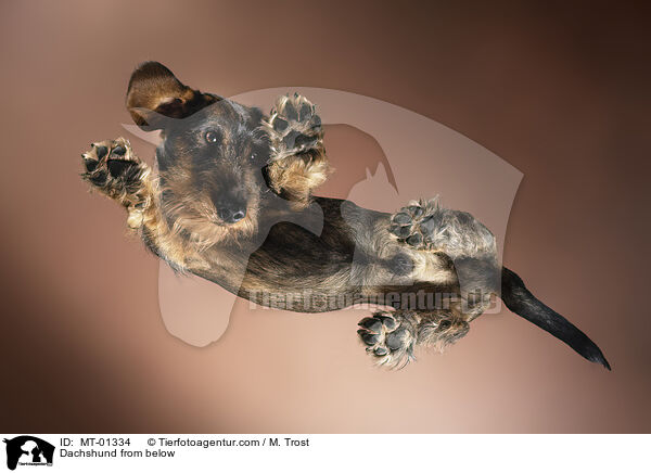 Dackel von unten / Dachshund from below / MT-01334