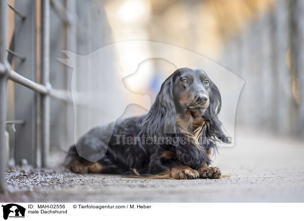 male Dachshund / MAH-02556