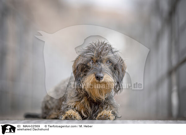 wirehaired Dachshund / MAH-02569