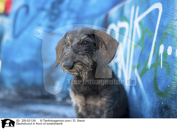 Dackel Vor Graffiti / Dachshund in front of scratchwork / DS-02139