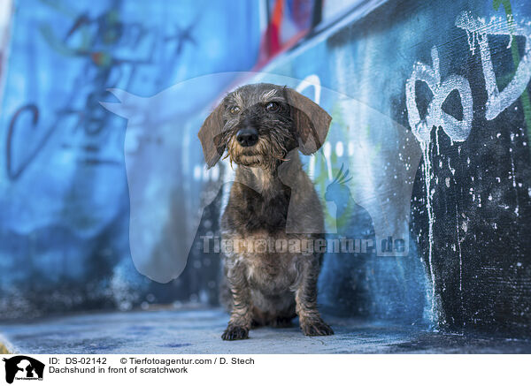 Dackel Vor Graffiti / Dachshund in front of scratchwork / DS-02142