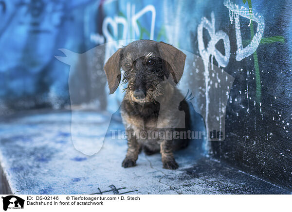 Dackel Vor Graffiti / Dachshund in front of scratchwork / DS-02146