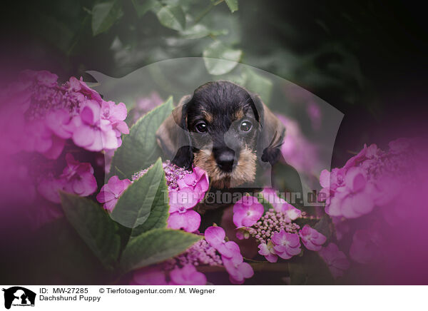 Dachshund Puppy / MW-27285