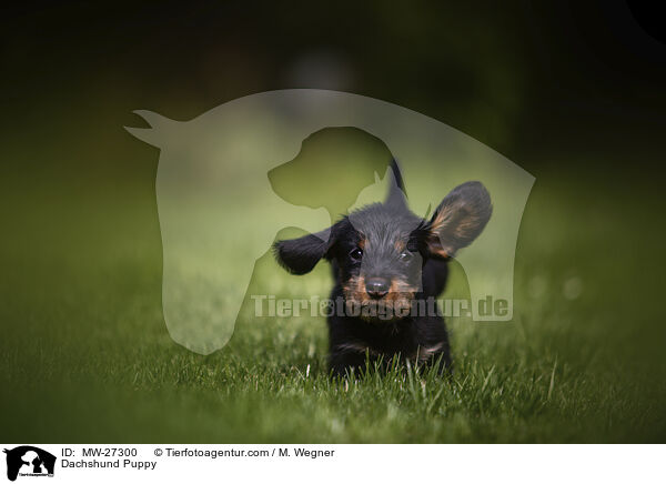 Dachshund Puppy / MW-27300