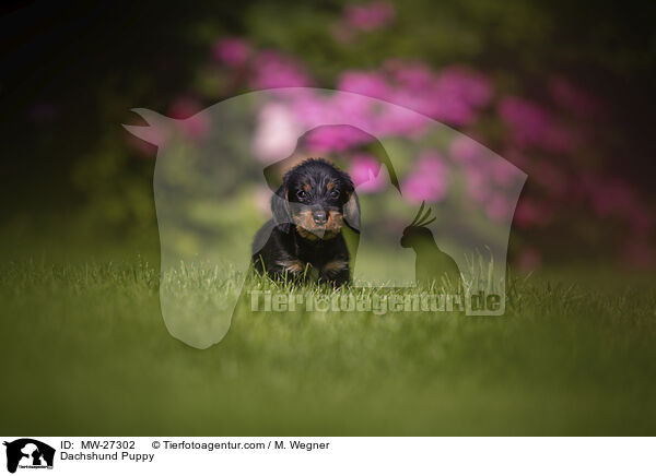Dachshund Puppy / MW-27302