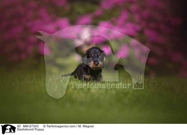 Dackel Welpe / Dachshund Puppy / MW-27303