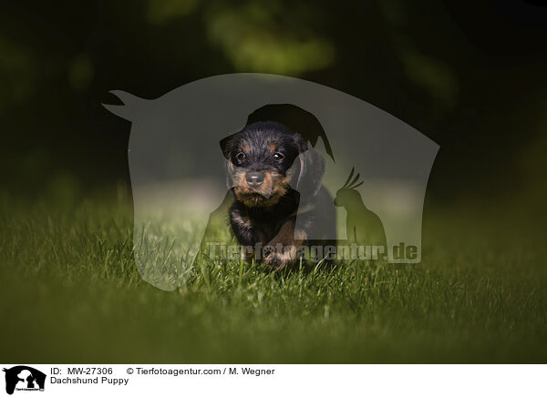Dackel Welpe / Dachshund Puppy / MW-27306