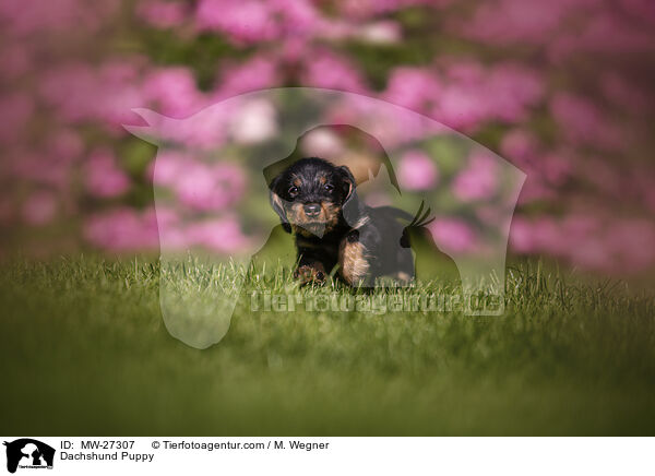 Dachshund Puppy / MW-27307