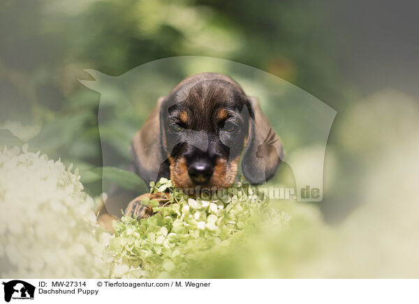 Dackel Welpe / Dachshund Puppy / MW-27314