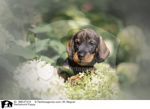 Dackel Welpe / Dachshund Puppy / MW-27315