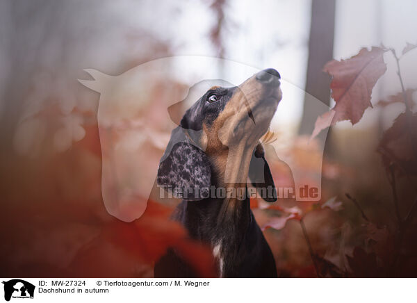 Dachshund in autumn / MW-27324