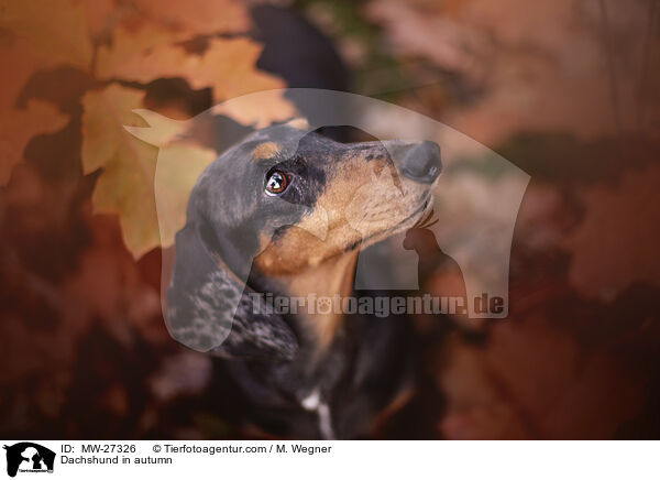Dachshund in autumn / MW-27326