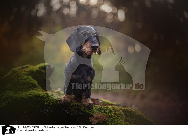 Dachshund in autumn / MW-27329