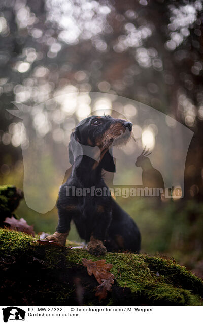 Dackel im Herbst / Dachshund in autumn / MW-27332