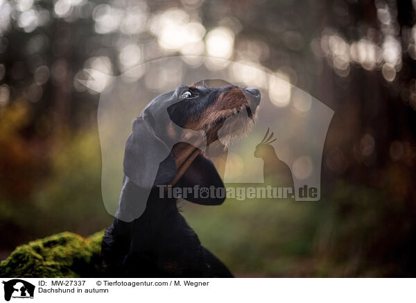 Dachshund in autumn / MW-27337