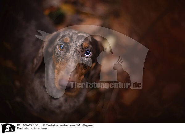 Dackel im Herbst / Dachshund in autumn / MW-27350